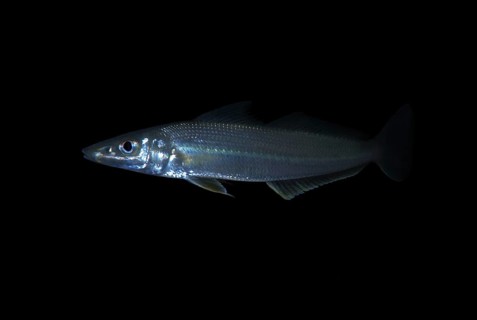 Silver sillago
