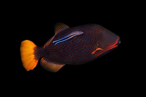 Orange-lined triggerfish
