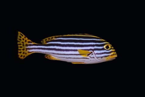 Yellowbanded sweetlips