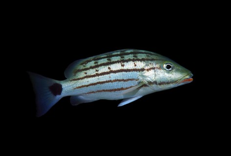 Checkered seaperch