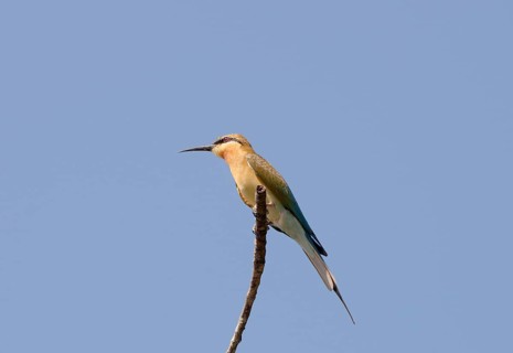 Green Bee-eater