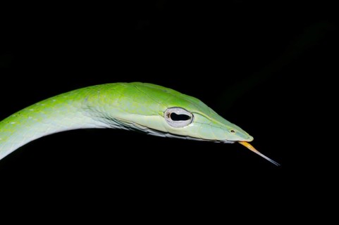 Long-nosed Tree Snake