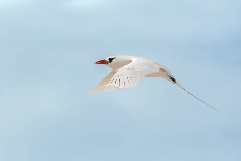 Red-tailed tropicbird (Phaethon rubricauda) flying