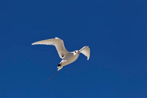Red-tailed tropicbird (Phaethon rubricauda) Flying with wings spread