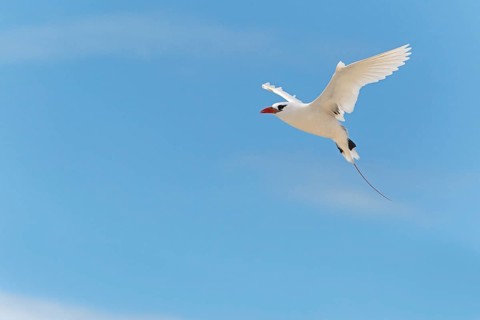 Red-tailed tropicbird (Phaethon rubricauda) flying with wings spread