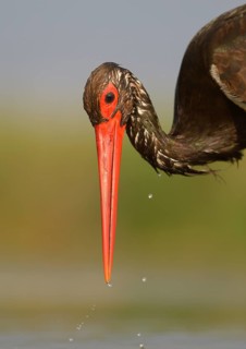 Black stork (Ciconia nigra) hunting