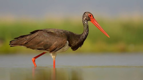 Black stork (Ciconia nigra) walking through fishpond