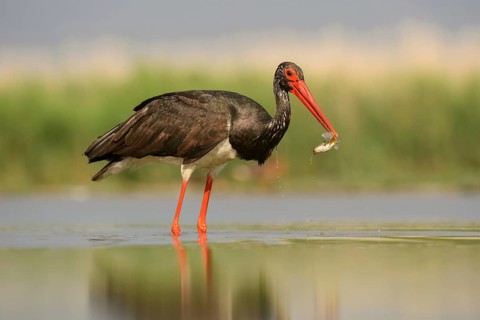 Black stork (Ciconia nigra) with prey in beak