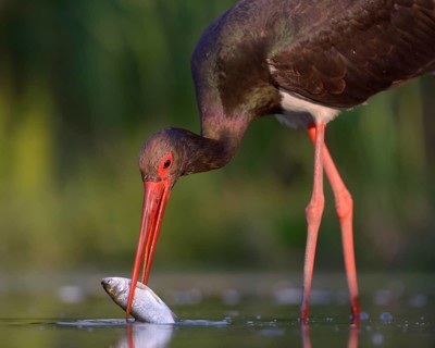 Black stork (Ciconia nigra) with prey in beak