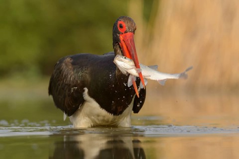 Black stork (Ciconia nigra) with prey in beak