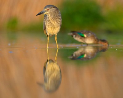 Black-crowned night heron (Nycticorax nycticorax)