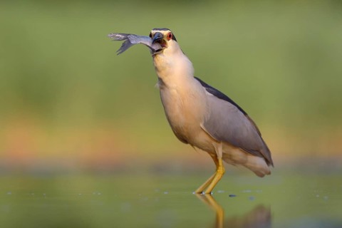 Black-crowned night heron (Nycticorax nycticorax)