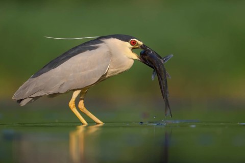 Black-crowned night heron (Nycticorax nycticorax)