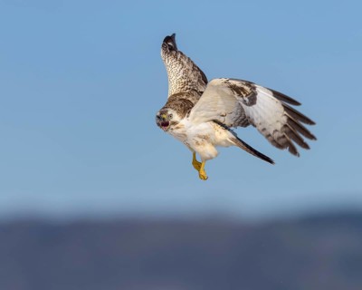 Common buzzard (Buteo buteo)