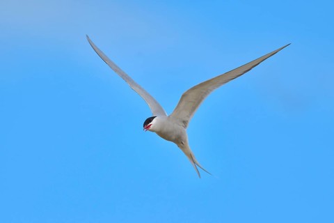 Arctic Arctic Tern (SArctic Terna paradisaea) in flight