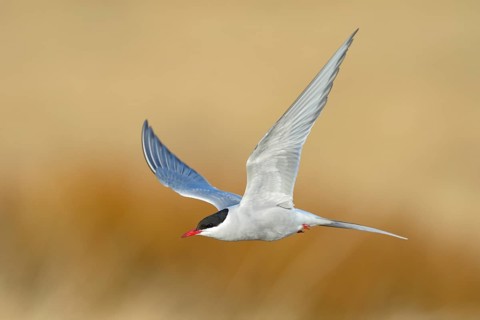 Arctic Arctic Tern (SArctic Terna paradisaea)