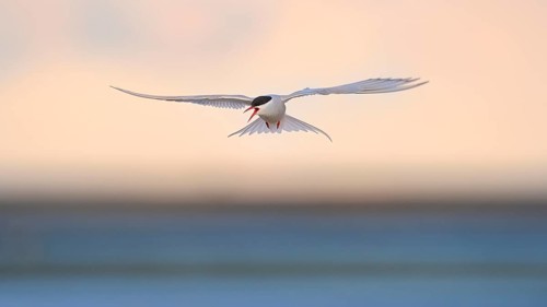 Arctic Arctic Tern (SArctic Terna paradisaea)