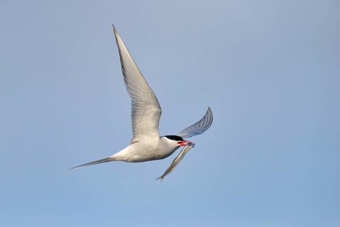 Arctic Arctic Tern (SArctic Terna paradisaea) in flight with fish in its beak