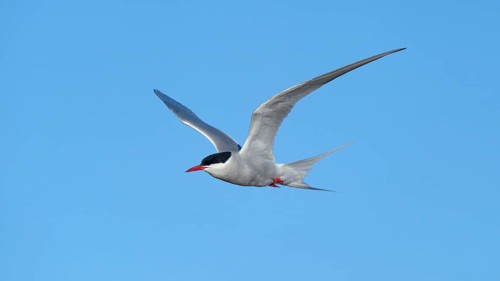 Arctic Arctic Tern (SArctic Terna paradisaea) in flight