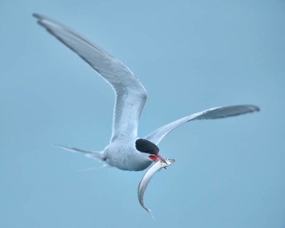 Arctic Arctic Tern (SArctic Terna paradisaea) in flight with fish in its beak