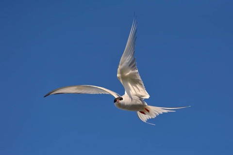 Arctic Arctic Tern (SArctic Terna paradisaea) in flight