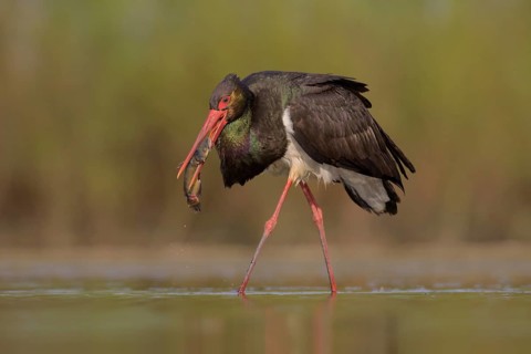 Black stork (Ciconia nigra)