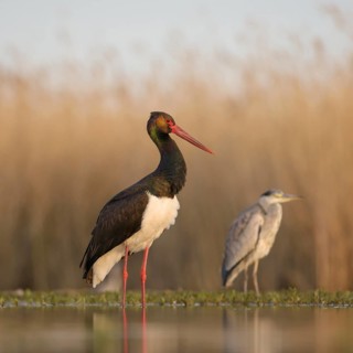 Black stork (Ciconia nigra)