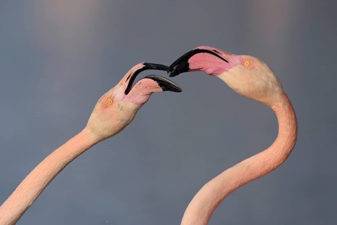 Greater flamingos (Phoenicopterus roseus) fighting with beaks