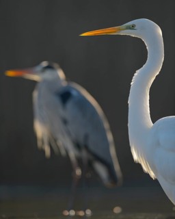Great Egret (Casmerodius albus)