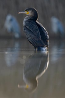 Cormorant (Phalacrocorax carbo)