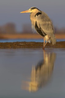 Grey Heron (Ardea cinerea)