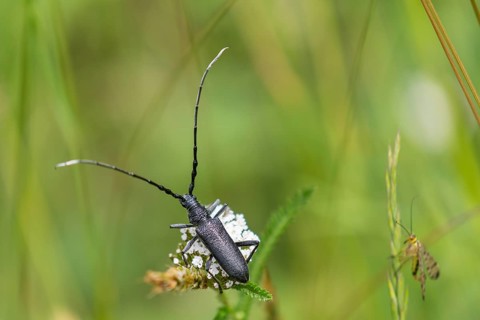 Capricorn Beetle (Cerambyx scopolii)
