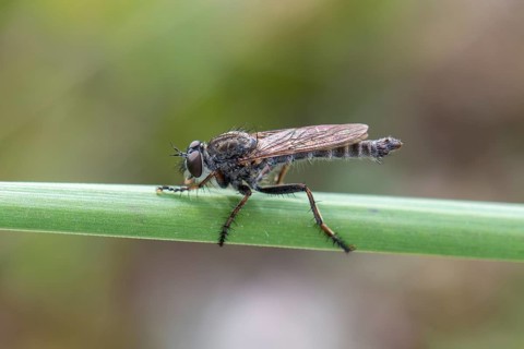Kite-tailed Robber Fly (cf. Tolmerus atricapillus)