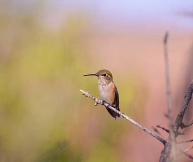 Rufous hummingbird (Selasphorus rufus) female