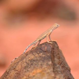 Young Common Chuckwalla (Sauromalus ater) on red sandstone