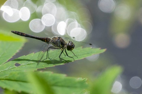Black Darter (Sympetrum danae)
