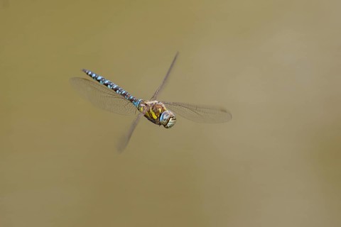 Migrant hawker (Aeshna mixta)