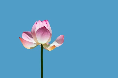 Lotus flower (Nelumbo sp.) against blue