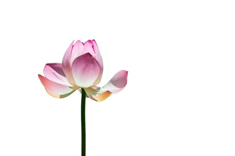 Lotus flower (Nelumbo sp.)