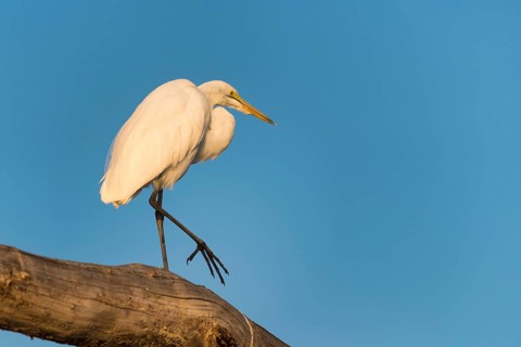 Little egret (Egretta garzetta) walking along tree trunk