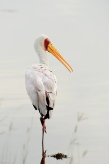 Yellow-billed Stork (Mycteria ibis)