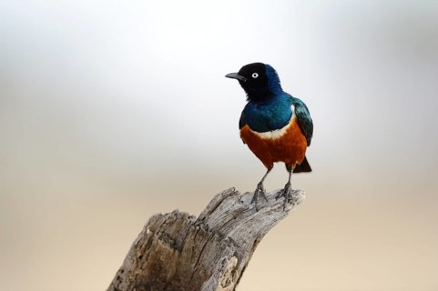 Superb Starling (Lamprotornis superbus)