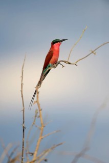 Southern Carmine Bee-eater (Merops nubicoides)