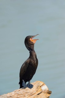 Neotropical Cormorant (Phalacrocorax brasilianus)