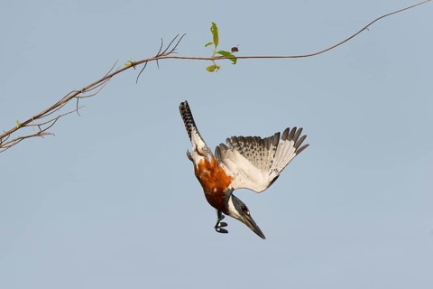 Ringed Kingfisher (Megaceryle torquata)