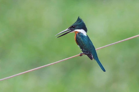 Green Kingfisher (Chloroceryle americana)