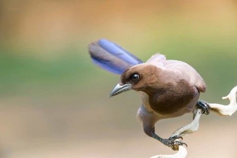 Purplish Jay (Cyanocorax cyanomelas)