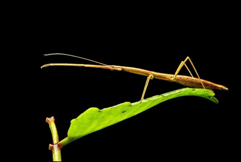 Stick Insect (Phasmatodea)