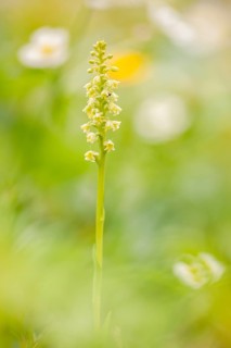 White mountain orchid (Pseudorchis albida) in an Alpine meadow