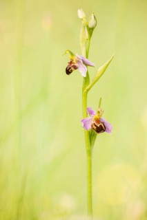 Bee orchid (Ophrys apifera)